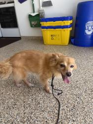 Found/Stray Male Dog last seen Haverhill and 45th, West Palm Beach, FL 33417