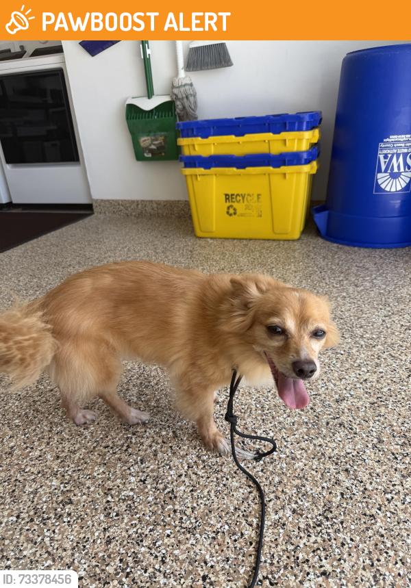 Found/Stray Male Dog last seen Haverhill and 45th, West Palm Beach, FL 33417