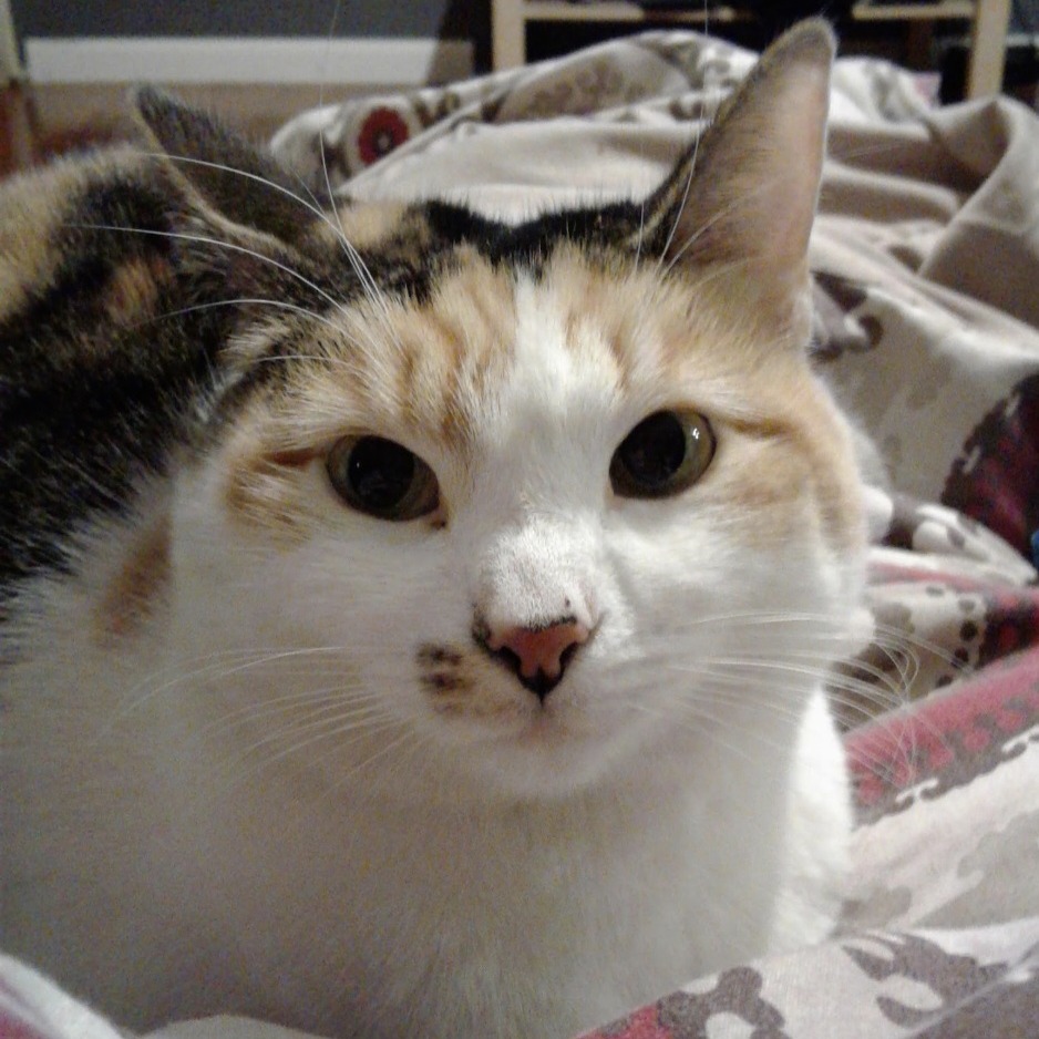 Shelter Stray Female Cat last seen , Animal Care & Control Team of Philly, 111 W Hunting Park Ave, Philadelphia, PA 19140, USA