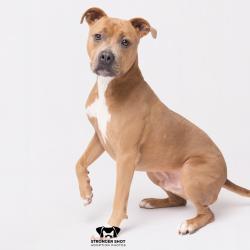 Shelter Stray Male Dog last seen , 3607 N Armenia Ave, Tampa, FL 33607, USA