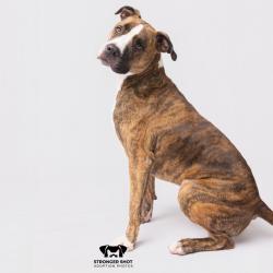 Shelter Stray Male Dog last seen , 3607 N Armenia Ave, Tampa, FL 33607, USA