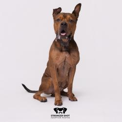 Shelter Stray Male Dog last seen , 3607 N Armenia Ave, Tampa, FL 33607, USA