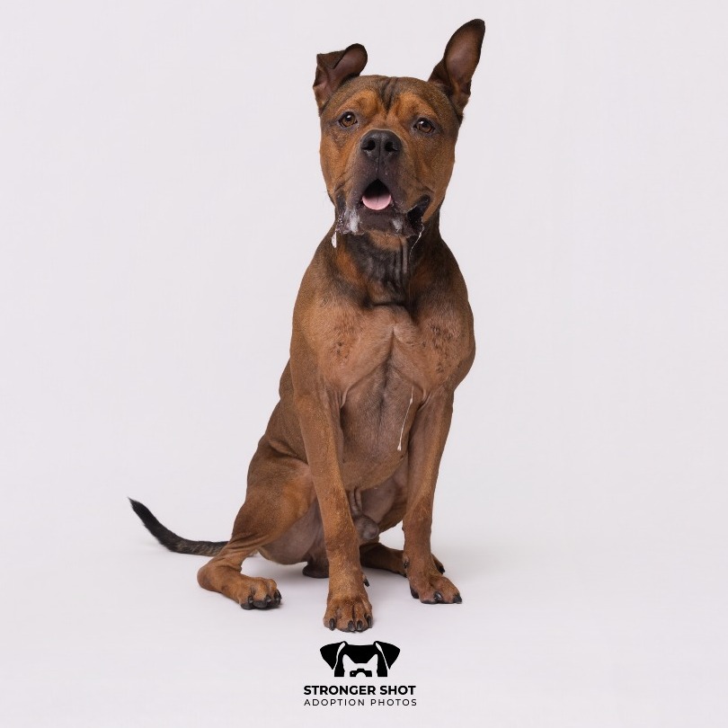 Shelter Stray Male Dog last seen , 3607 N Armenia Ave, Tampa, FL 33607, USA