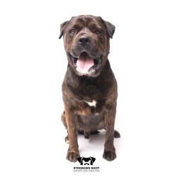 Shelter Stray Male Dog last seen , 3607 N Armenia Ave, Tampa, FL 33607, USA