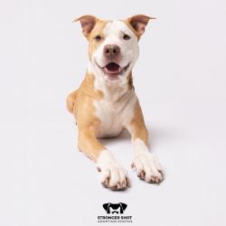 Shelter Stray Male Dog last seen , 3607 N Armenia Ave, Tampa, FL 33607, USA