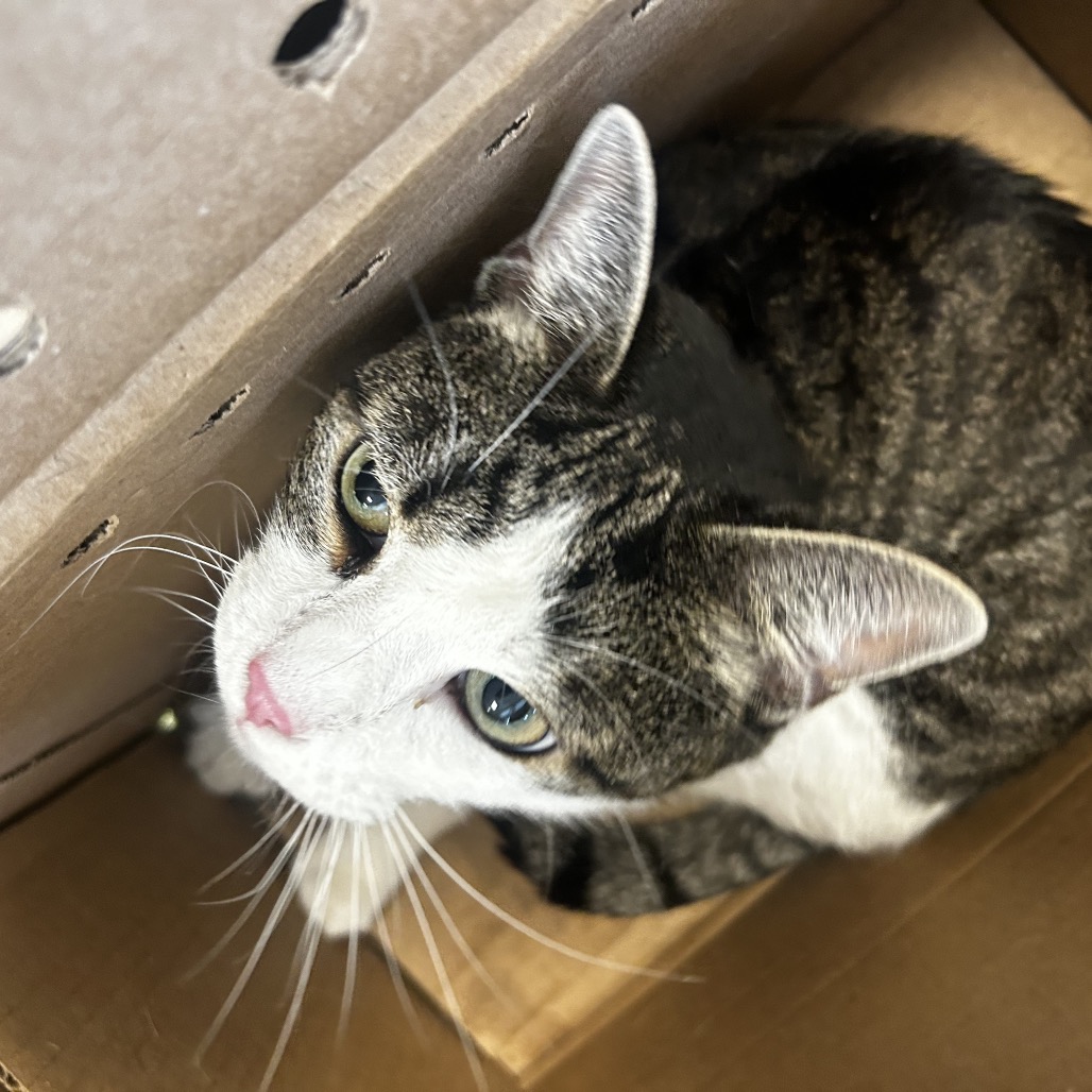 Shelter Stray Male Cat last seen , Animal Care & Control Team of Philly, 111 W Hunting Park Ave, Philadelphia, PA 19140, USA