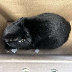 Shelter Stray Unknown Cat last seen , Animal Care & Control Team of Philly, 111 W Hunting Park Ave, Philadelphia, PA 19140, USA