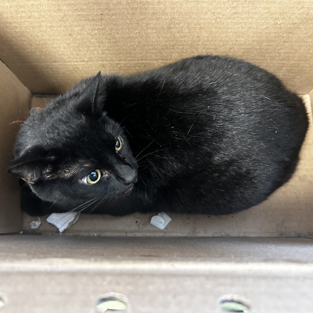 Shelter Stray Female Cat last seen , Animal Care & Control Team of Philly, 111 W Hunting Park Ave, Philadelphia, PA 19140, USA