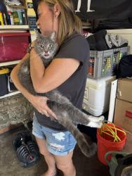 Found/Stray Unknown Cat last seen Olney and emerald, San Diego, CA 92109