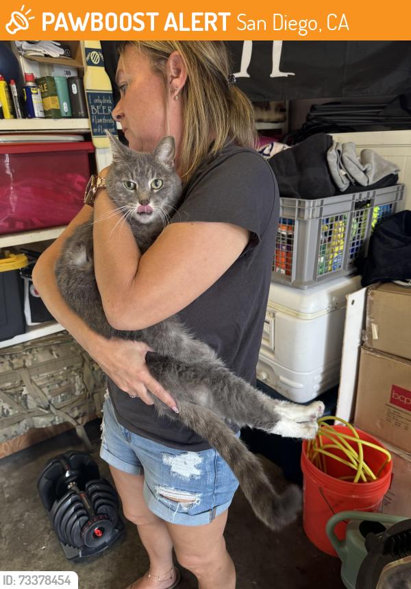 Found/Stray Unknown Cat last seen Olney and emerald, San Diego, CA 92109