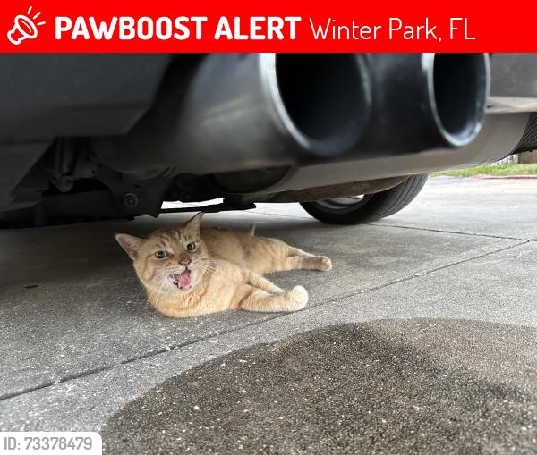Lost Male Cat last seen Austin’s Coffee, Winter Park, FL 32789