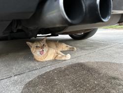 Lost Male Cat last seen Austin’s Coffee, Winter Park, FL 32789