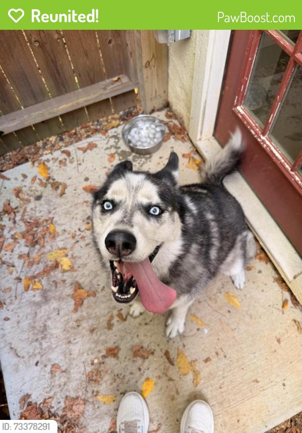 Reunited Male Dog last seen Elmwood and Rosemont, Chattanooga, TN 37411