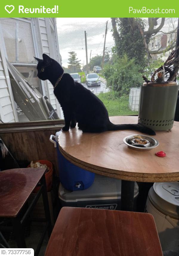 Reunited Female Cat last seen The box tavern, Linwood, PA 19061