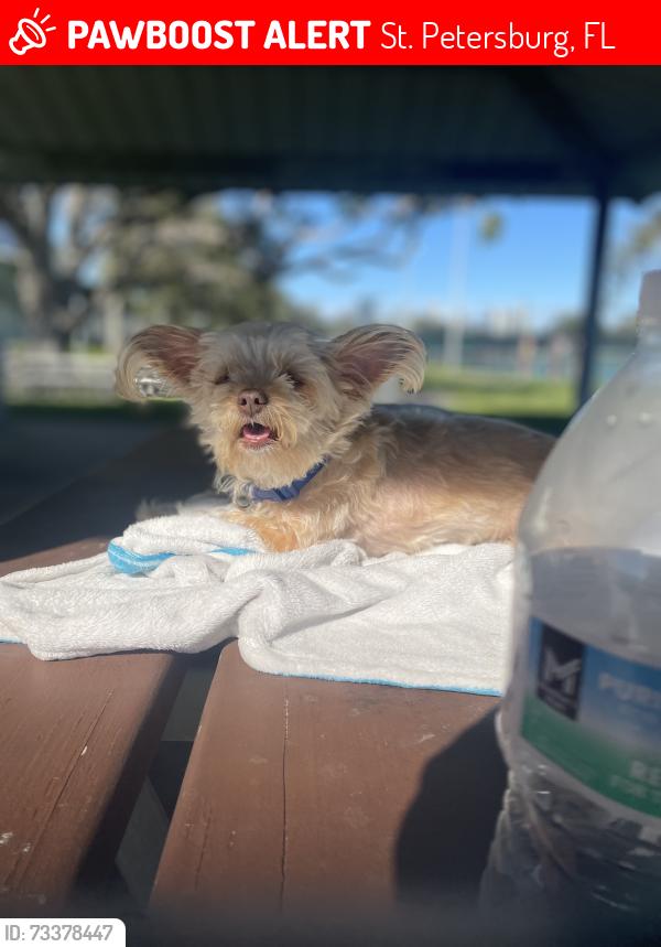 Lost Female Dog last seen It was near a coffee shop that was across the steeet, St. Petersburg, FL 33701