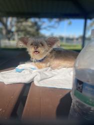 Lost Female Dog last seen It was near a coffee shop that was across the steeet, St. Petersburg, FL 33701