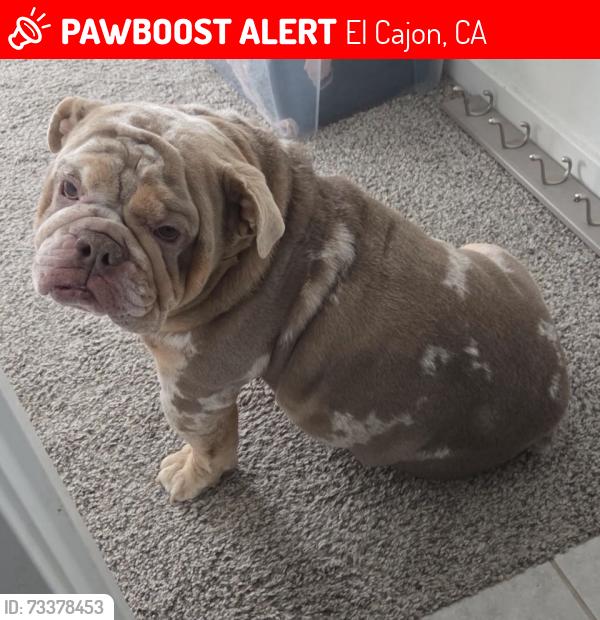 Lost Male Dog last seen El Cajon City, El Cajon, CA 92020