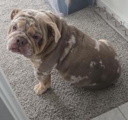 Lost Male Dog last seen El Cajon City, El Cajon, CA 92020