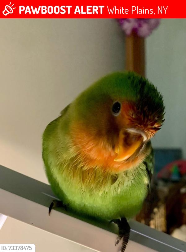 Lost Male Bird last seen Street Leading up from CVS in North White Plains, White Plains, NY 10603