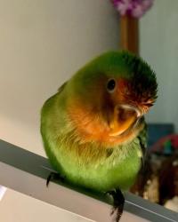 Lost Male Bird last seen Street Leading up from CVS in North White Plains, White Plains, NY 10603