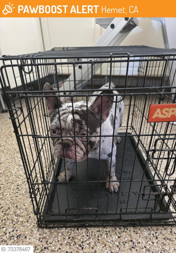 Found/Stray Unknown Dog last seen Thornton, Hemet, CA 92544