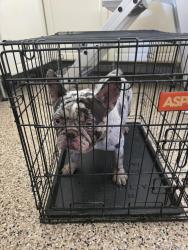 Found/Stray Unknown Dog last seen Thornton, Hemet, CA 92544
