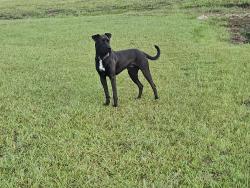 Lost Male Dog last seen Near Peggy Ruth Dr, Longview, TX 75605