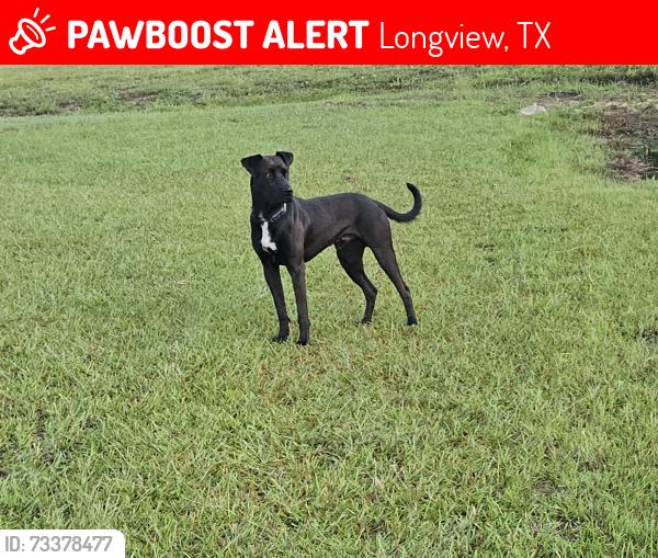 Lost Male Dog last seen Near Peggy Ruth Dr, Longview, TX 75605
