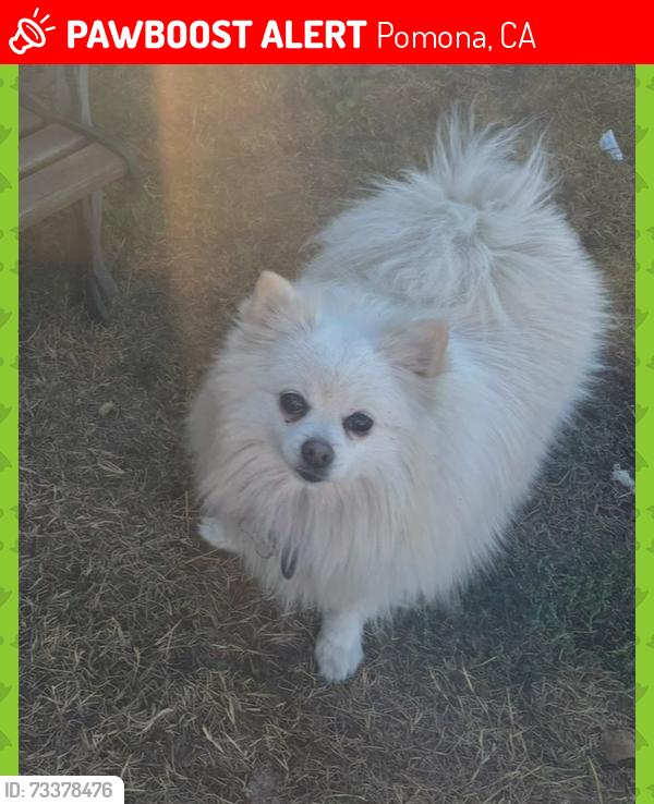 Lost Female Dog last seen Waters, Pomona, CA 91766