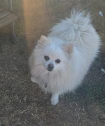Lost Female Dog last seen Waters, Pomona, CA 91766