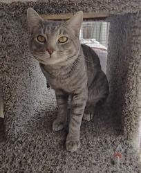 Lost Male Cat last seen Jacaranda Drive and Elm Tree Drive, Oceanside, CA 92056