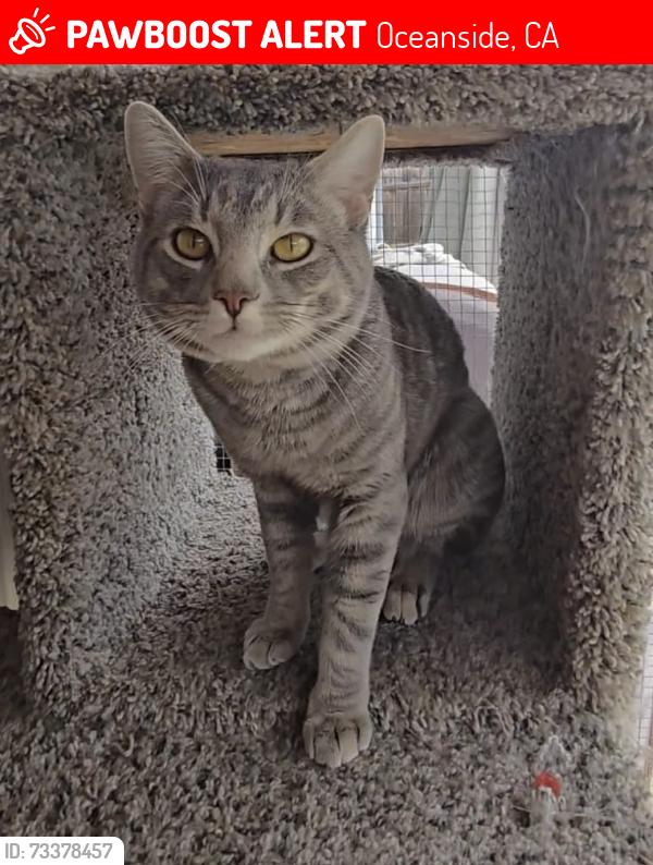 Lost Male Cat last seen Jacaranda Drive and Elm Tree Drive, Oceanside, CA 92056