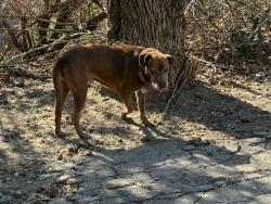 Reunited Female Dog last seen Dexter Park / Fire Station, Sylmar, CA 91342