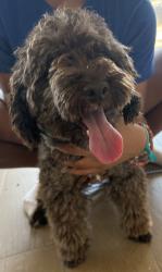 Reunited Male Dog last seen Viridian Park Lane and Cathedral Oak, Arlington, TX 76006