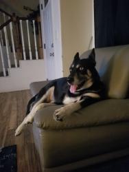 Reunited Female Dog last seen Hyatt St, San Diego, CA 92111, USA, San Diego, CA 92111