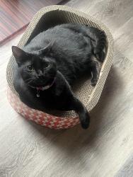 Reunited Female Cat last seen Sw 24th st Moore ok SOUTHWINDS neighborhood, Moore, OK 73170