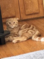 Lost Male Cat last seen Near willow road, Guelph, ON N1H 1V7
