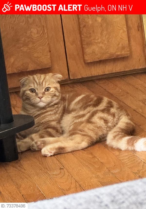 Lost Male Cat last seen Near willow road, Guelph, ON N1H 1V7