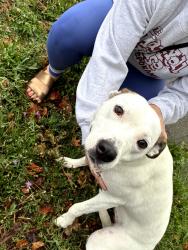 Found/Stray Female Dog last seen Mallon and Adams, Spokane, WA 99201