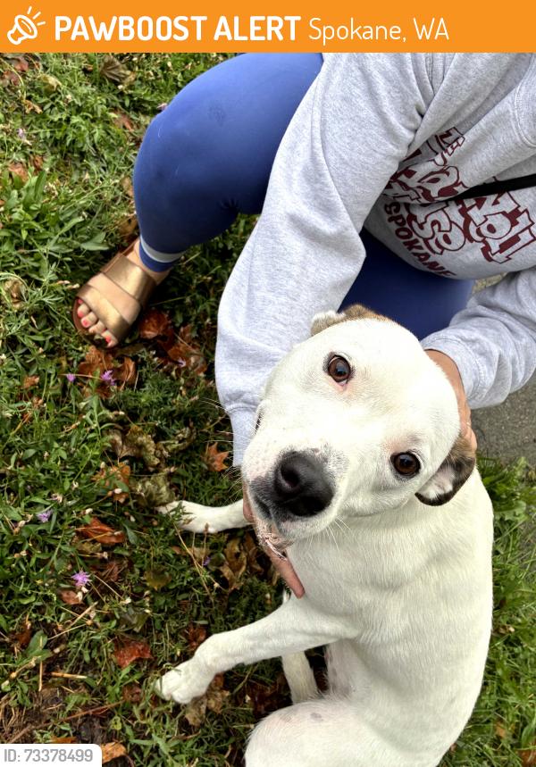 Found/Stray Female Dog last seen Mallon and Adams, Spokane, WA 99201