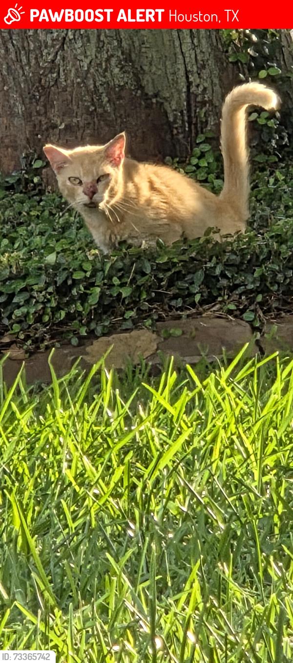 Lost Male Cat last seen Flemington Ave and Langham Dr, Houston, TX 77084