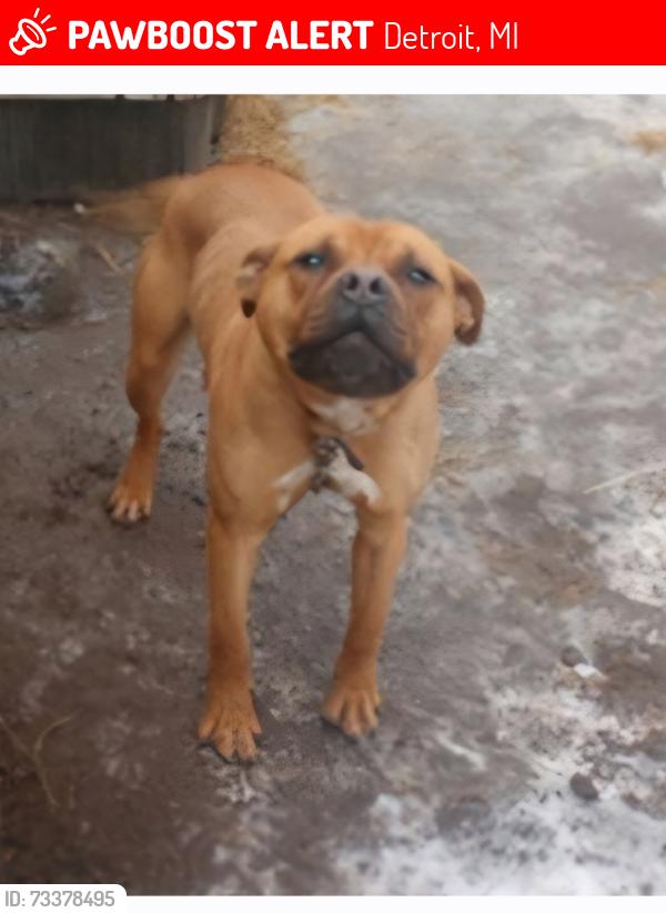 Lost Male Dog last seen West Outer Drive and Schoolcraft or West Outer Drive and Fenkell, Detroit, MI 48223