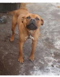 Lost Male Dog last seen West Outer Drive and Schoolcraft or West Outer Drive and Fenkell, Detroit, MI 48223