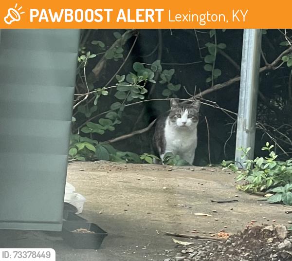 Found/Stray Unknown Cat last seen Creekwood Drive, Lexington, KY 40502