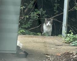 Found/Stray Unknown Cat last seen Creekwood Drive, Lexington, KY 40502