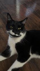 Reunited Female Cat last seen Pennsylvania Ave & Sixth street Irwin, Irwin, PA 15642
