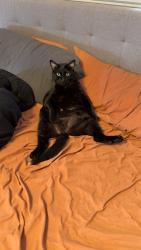 Reunited Male Cat last seen The rail yard, 10th st-12th st, Cheyenne, WY 82001