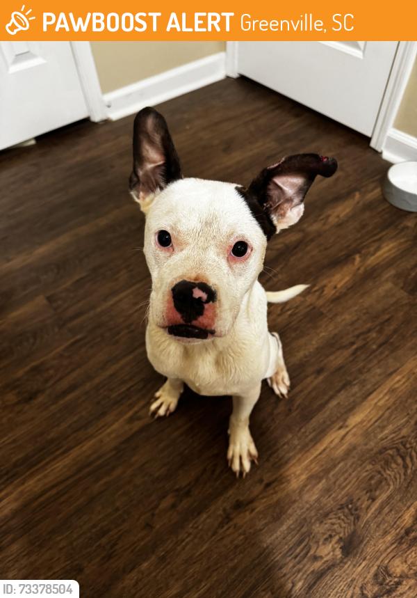 Found/Stray Male Dog last seen Dunbar street, Greenville, SC 29601