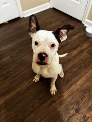 Found/Stray Male Dog last seen Dunbar street, Greenville, SC 29601