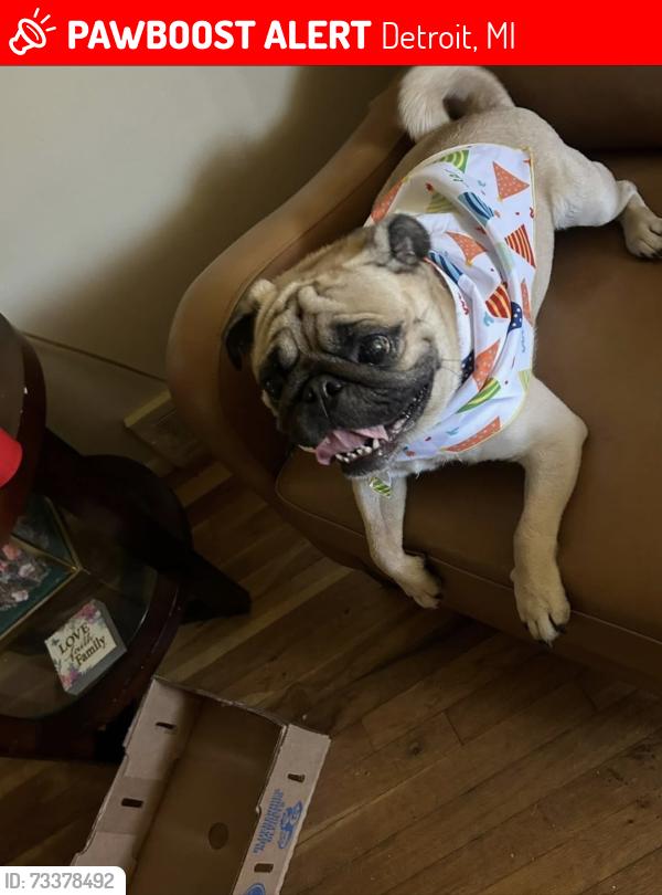 Lost Male Dog last seen Washburn St. and 8 mile, Detroit, MI 48221